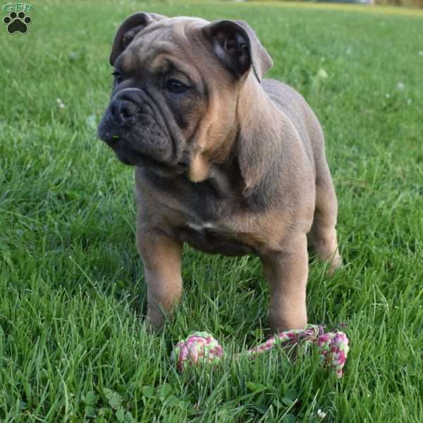 Daisy, Olde English Bulldogge Puppy
